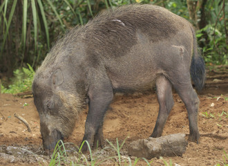 Bearded Pig - a species of wild boar from rain forests in Asia