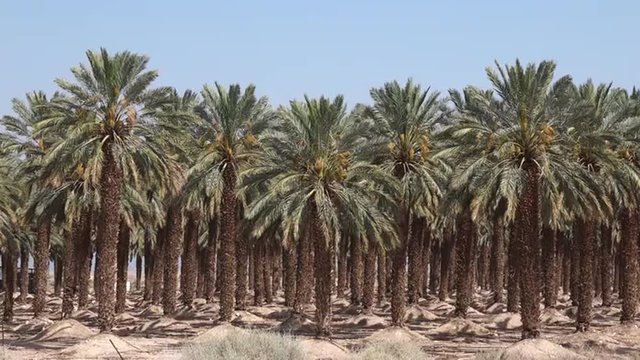 Date Palm Plantation - Dead Sea, Israel