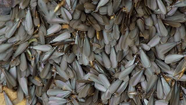 swamp of termite on the ground in tropical rain forest