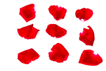 Petals of roses  isolated on a white background