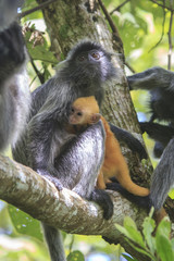 Silver Leaf Monkeys - mother and baby