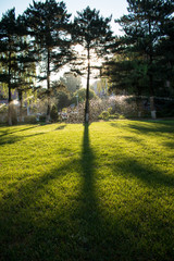 Tree shadow on the lawn