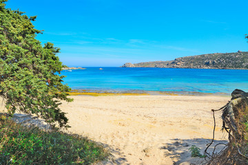 pine trees by the shore in Capo Testa