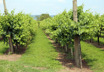 Fototapeta na wymiar rows of vines in the Italian hills in summer