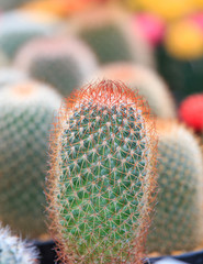 Cactus Plant in market plant