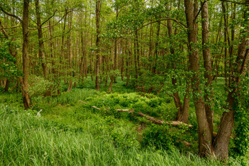 Fototapeta na wymiar Feuchtwaldgebiet im Naturschutzgebiet 