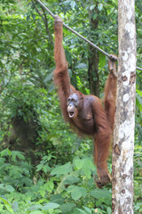 Orangutan