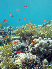coral reef with fishes anthias in tropical sea, underwater
