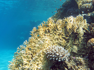 Naklejka na ściany i meble coral reef with great fire coral in tropical sea ,underwater