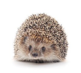 Prickly hedgehog.
