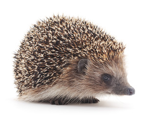 Prickly hedgehog.