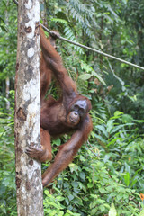 Orangutan