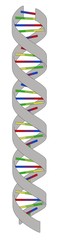 cartoon image of DNA model