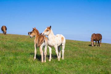 Teneri puledri giocano tra di loro