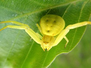 Spider