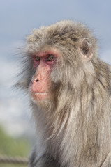 Japanese macaques at Iwatayama Monkey Park near Kyoto, Japan