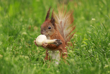 Obraz premium squirrel eating field mushroom in green grass