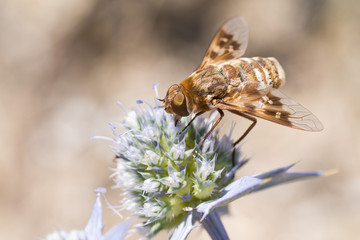 Braune Fliege sitzt auf Distel