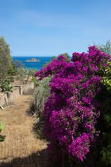 Wunderschöne Blüten mit Meer in Sardinien