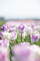 Fototapeta premium 春と満開のチューリップ 