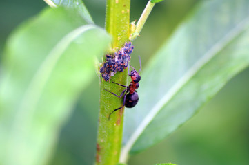 Waldameise schleckt Honigtau