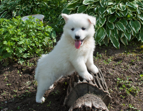 Huskimo Puppy