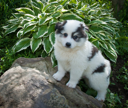 Huskimo Puppy