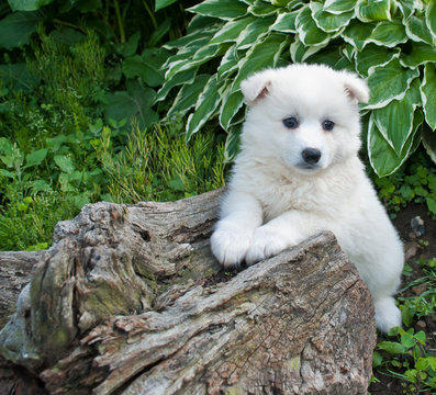 Huskimo Puppy