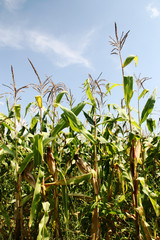 Obraz premium The leaves and stems of maize