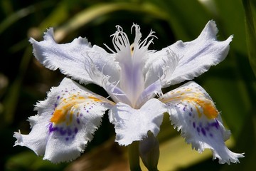Orchidea