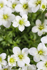 Saxifraga arendsii (Schneeteppich), white moss flowers