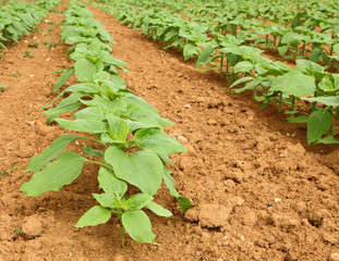 Champ de tournesol
