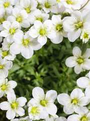 Fototapeta premium Saxifraga arendsii (Schneeteppich), white moss flowers