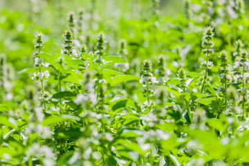 The basil field with flowers herb for aromatherapy .