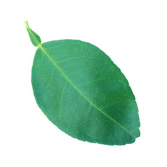 Obraz premium Lemon green leaves isolated with clipping path