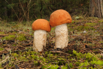 Leccinum aurantiacum, common name red-capped scaber stalk
