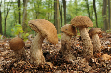 Leccinum pseudoscabrum fungus