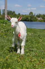 Obraz na płótnie Canvas standing goat kid