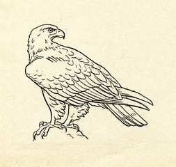 Golden eagle (Aquila chrysaetos)