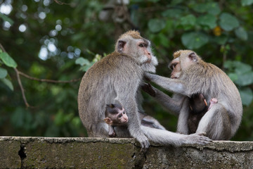 Monkey family at sacred monkey forest Ubud Bali Indonesia