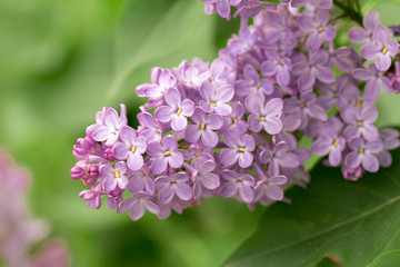
lilac flowers on the white background