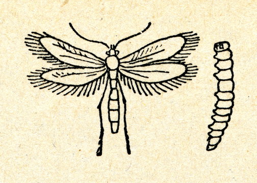 Clothing Moth (Tineola Bisselliella)