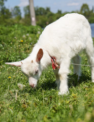 Obraz premium standing goat kid