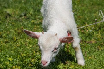 Fototapeta premium standing goat kid