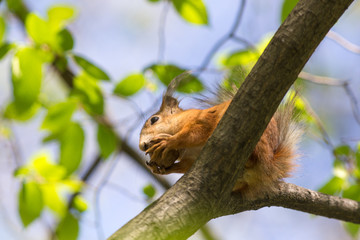 Naklejka na ściany i meble squirrel on a spring tree