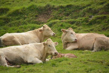 vacas pastando en un prado verde