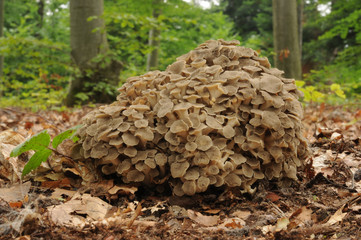 Polyporus umbellatus, also called Lumpy Bracket and Umbrella Polypore