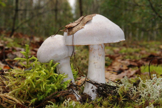Cortinarius camphoratus, commonly known as the goatcheese webcap