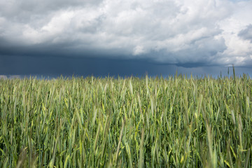 Green wheat field.