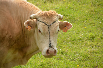 Naklejka na ściany i meble vaca pastando en un prado verde